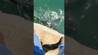 THE BIGGEST CARP IVE EVER CAUGHT fishing fish carp micahsgoin california [upl. by Rabbaj736]