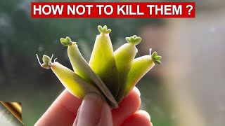 10 TIPS amp TRICKS TO GROWING SUCCULENTS AND CACTI  SUCCULENT CARE TIPS [upl. by Alic]