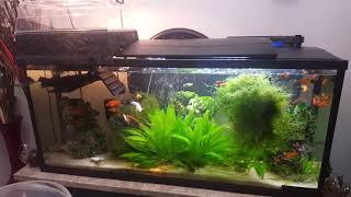 Razorback musk turtles in 55 gallon tank [upl. by Raymonds]