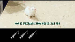 How to use a mouse restrainer to take blood samples from the tail vein mouse invivo blood [upl. by Lucchesi]