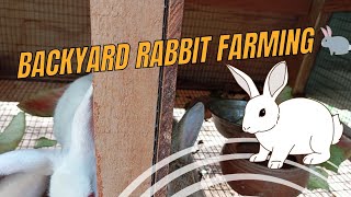 Rabbit 🐇🐰 farming in Ghana Backyard [upl. by Phelgon345]