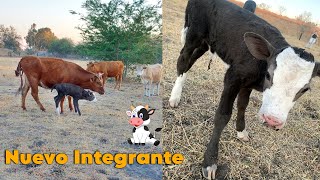 El rancho comienza a dar frutos  tenemos nuestro primer becerro 🐮  estamos muy emocionados 🙌 [upl. by Lerrej77]