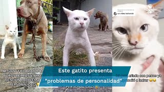 ¿Un gato que ladra Felino criado por perros pitbull impacta con sus comportamientos [upl. by Ennavoj199]