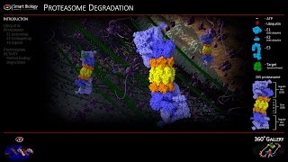 Proteasome Animation 3D Molecular Biology [upl. by Annaes]