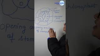 Stomata  Opening and Closing of Stomata  Class 10  Biology  CBSE Board Learn fast [upl. by Benton615]