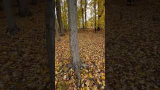 Hudson Springs Park Outlook Yellow Fall Colors Leaves Autumn Sunny Ohio Friends of Hike [upl. by Ayikur]