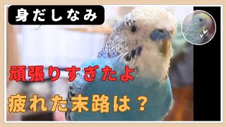 【老鳥いんこ】神経質？疲れはてたインコは、いつも行動はこれです [upl. by Lorou]