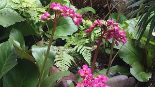 Bergenia Cordifolia  Deadhead May 8 [upl. by Kavanaugh215]