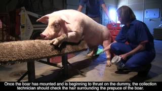 Biosecurity and Hygiene in Boar Collection [upl. by Esoranna989]