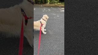 Rally won’t move until the other dog passes cutedogs funnydogs dogs petdogs fyp [upl. by Akinal]