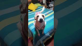 Mi perrita Blanquita canta y habla lindo [upl. by Ellingston]