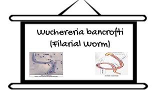 Helminths Nematodes Part 5 Filarial Worm [upl. by Araj]