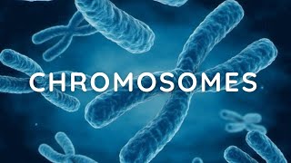 Chromosomes complete notes Key Concepts and Functions [upl. by Inahpets]