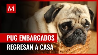 En Edomex se llevan a dos perritos pug en embargo los recuperan por juez federal [upl. by Flann489]