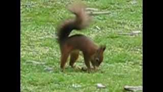 Red Squirrel hiding food [upl. by Ecilayram]