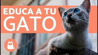 Consejos para educar un gato [upl. by Atimad471]