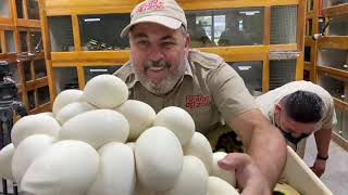 Pulling HUGE Clutch of Reticulated Python Eggs at Prehistoric Pets [upl. by Lynnworth844]