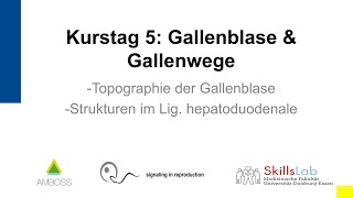 Vorklinischer Sonographie Kurs 5 Gallenblase und Gallenwege [upl. by Staley]