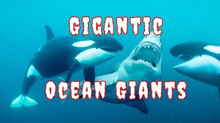 Top 10 Largest Marine Creatures on Earth  Gigantic Ocean Giants Revealed [upl. by Emelda263]