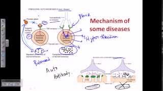 Autoimmunity self immunity [upl. by Valentina]