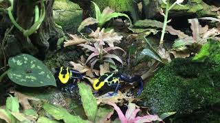 Dendrobates tinctorius Robertus [upl. by Christiansen]