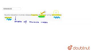 Muscle relaxation involves releasetrapping of calcium ion by sarcoplasmic reticulum  CLASS 1 [upl. by Zsuedat]