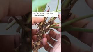 Did you know we can GROW Athurium from cuttings [upl. by Ilyah]