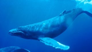 Haunting song of humpback whales [upl. by Wilow390]