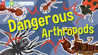 Dangerous Arthropods [upl. by Swec]