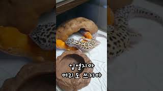 leopard geckos mating 레오파드게코 짝짓기 노랑이 검둥이 레오파드게코 [upl. by Elik]