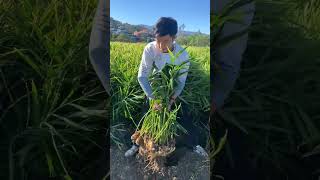 Harvest Ginger Farm viral short farming amazing fruitcarving satisfying fruitcarvingideas [upl. by Anaizit90]