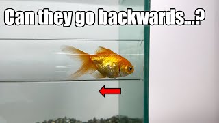 Can Fish Swim Backwards An Experiment [upl. by Bakki]