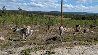 Newborn BABY Reindeer calves in Lapland black white and all sorts of brown [upl. by Nimesh713]