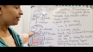 The Digestive system 9th ICSE [upl. by Borrell]