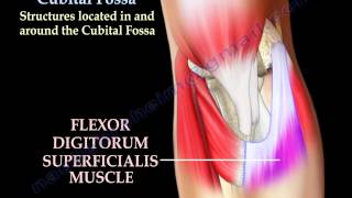 Anatomy Of The Cubital Fossa  Everything You Need To Know  Dr Nabil Ebraheim [upl. by Dwaine]