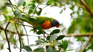 Rainbow Lorikeet Calls birds birdsounds [upl. by Ovida]