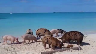 Pig beach [upl. by Kcirdot]