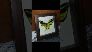 Ornithoptera meridionalis в рамке butterfly книги entomology art moth книжки spider [upl. by Corri]