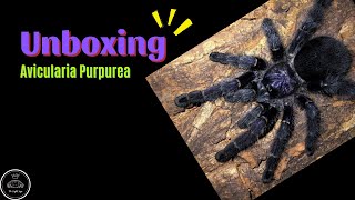 Unboxing Avicularia Purpurea Purple Pinktoe Tarantula [upl. by Rehpotirhc94]