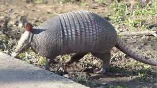 Texas Armadillo [upl. by Mines138]