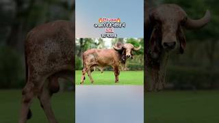 desicow a2milkcow amazingfacts desibreeds viralvideo ytshorts viralshort viralcowvideos [upl. by Ellerehc51]