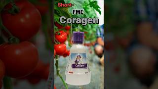 FMC Coragen insecticide  Chlorantraniliprole 185 Sc spraying insecticide agriculture [upl. by Rodie515]