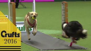 Flyball  Team  Semi Finals  Crufts 2016 [upl. by Alleyne721]