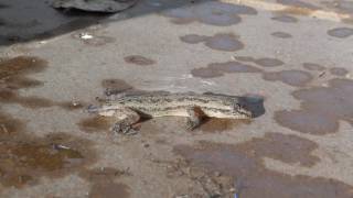 Hemidactylus frenatus Common House Gecko  Gecko casero común Video 02 [upl. by Pepillo]