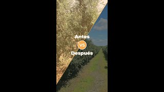 ANTES Y DESPUÉS EN OLIVAR SUPERINTENSIVO [upl. by Stannwood]