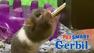 Gerbil at PetSmart [upl. by Squier969]