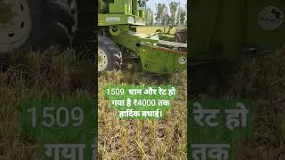 1509धान और रेट हो गया है ₹4000 तक हार्दिकहार्दिक बधाई। [upl. by Gabbi429]