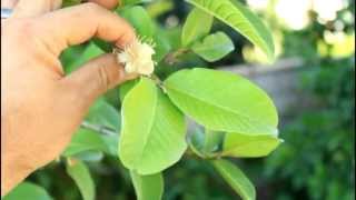 How to Grow a Guava Tree in California [upl. by Ynnaf]