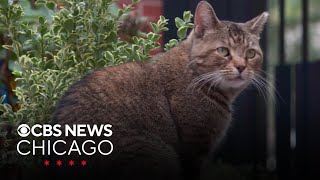 Adopted Chicago cat hailed as prolific exterminator of neighborhood rats [upl. by Corey]