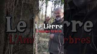 Le lierre lami des arbres avec Hervé Covès jardin forêt [upl. by Negeam]